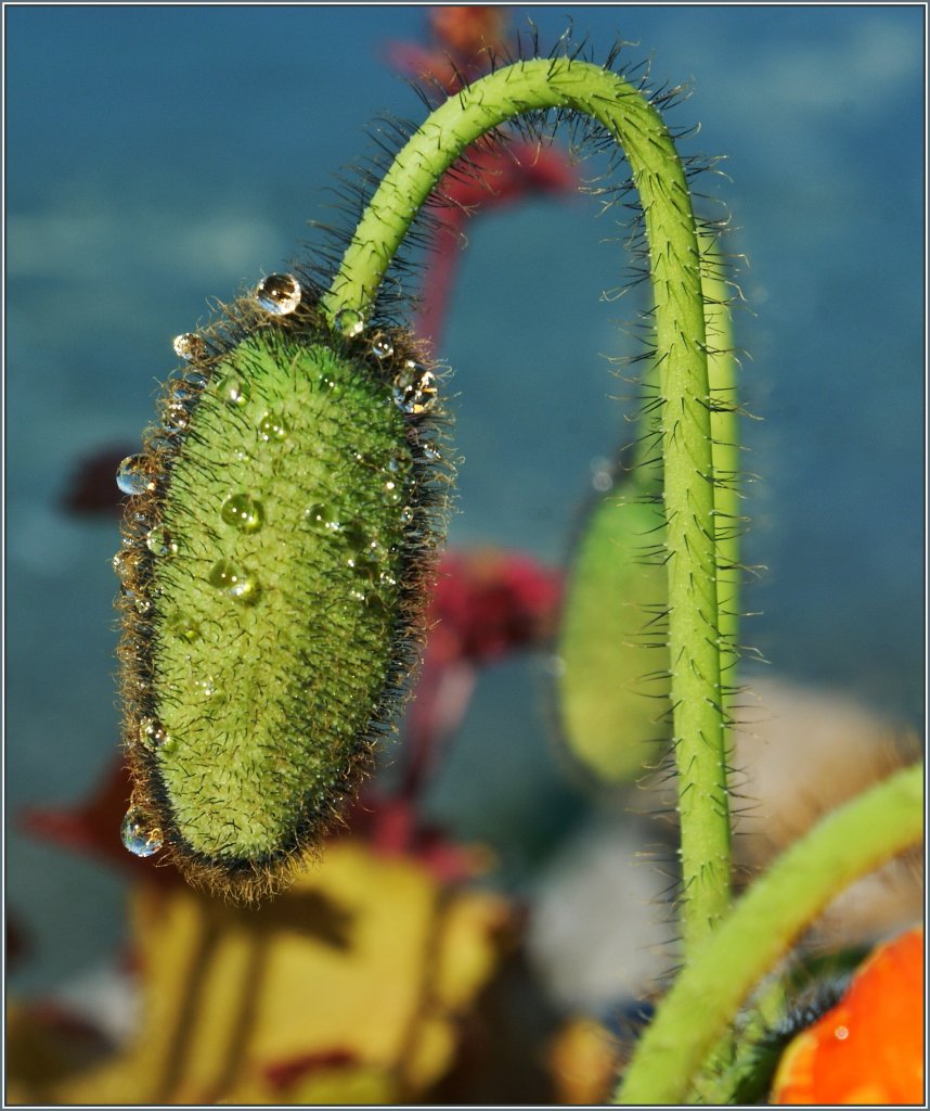 Versteckte Sch�nheit.
(14.05.2013)