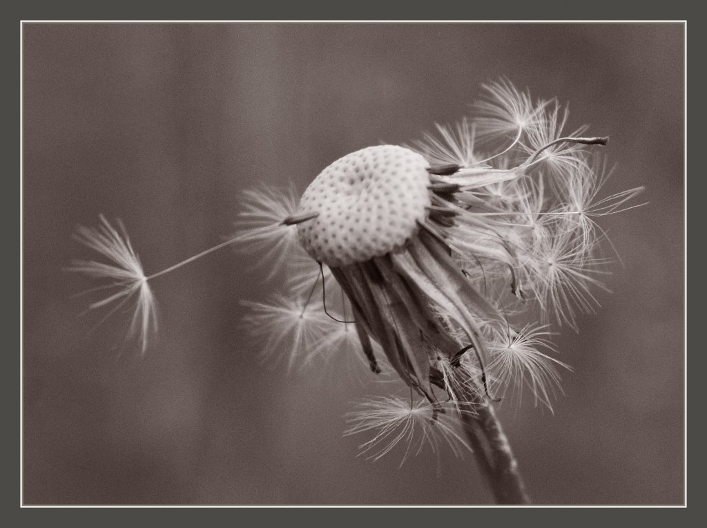 Vom Wind zerzaust...
(23.04.2012)