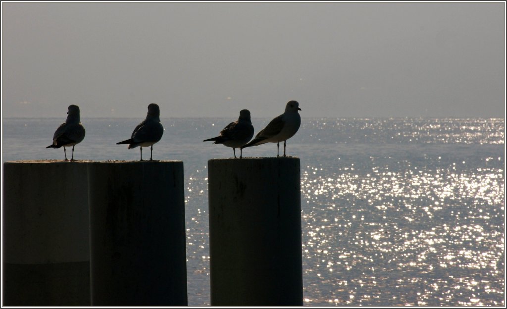 Von wo kommmt der Frhling?
(24.01.2011)