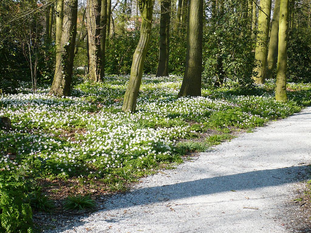 Voorjaarsbloemen in het Leidse Hout. Johan de Kosterweg Leiden 21-04-2013.