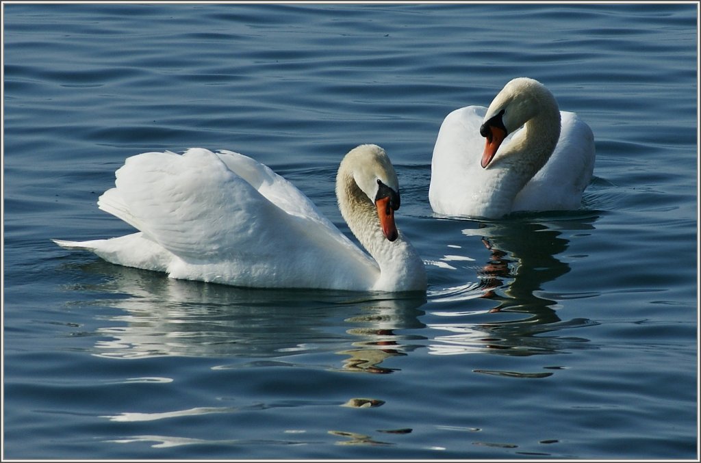 Vorsichtiges Kennenlernen eines Schwanenpaares.
(04.03.2012)