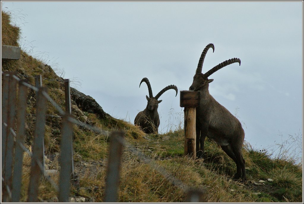 W�hrend der eine Steinbock das Salz geniesst, bobachtet der andere aufmerksam die Umgebung.
Gesehen am Brienzer Rothorn den 29.09.2012