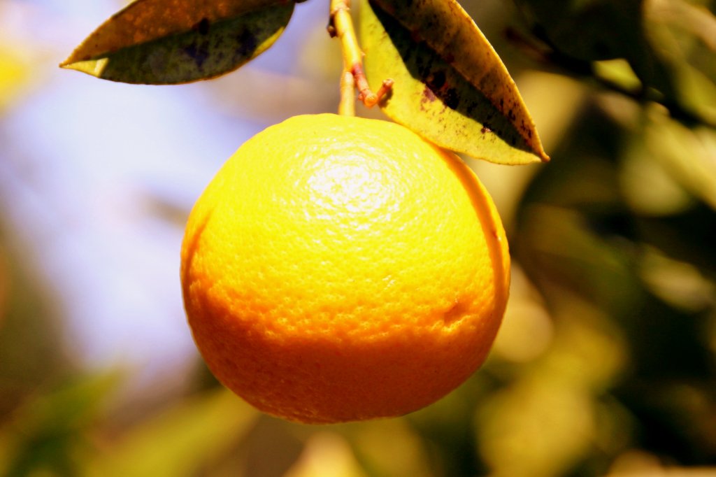 Warum in die Ferne schweifen ... Orange im L�becker Schulgarten, aufgenommen am Pfingstsonntag, dem 27. Mai 2012.