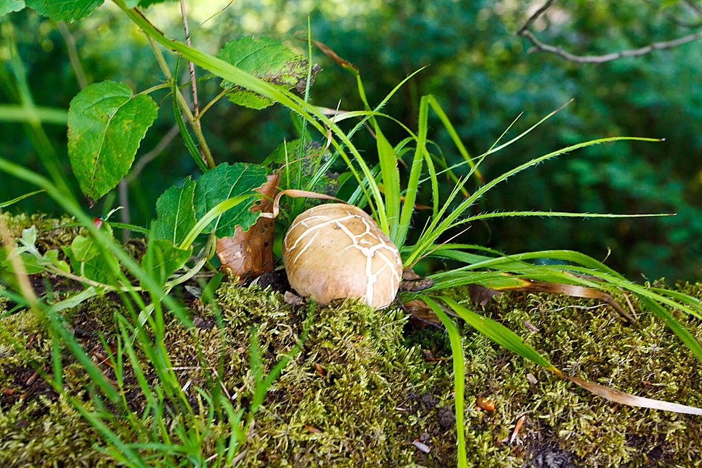 Was f�r meinen holl�ndischen Freund – 
Ein Pilz – leider mit  Z 
Am 09.07.2013 im Basaltpark Bad Marienberg (Westerwald).