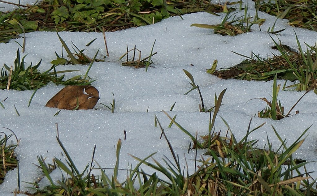 Was sitzt da zwischen Gras und Schnee?
(07.02.2010)