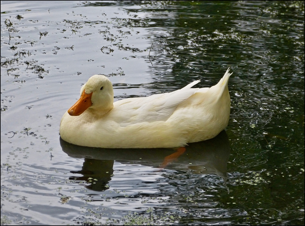 Wei�e Ente. 14.08.2012 (Jeanny)