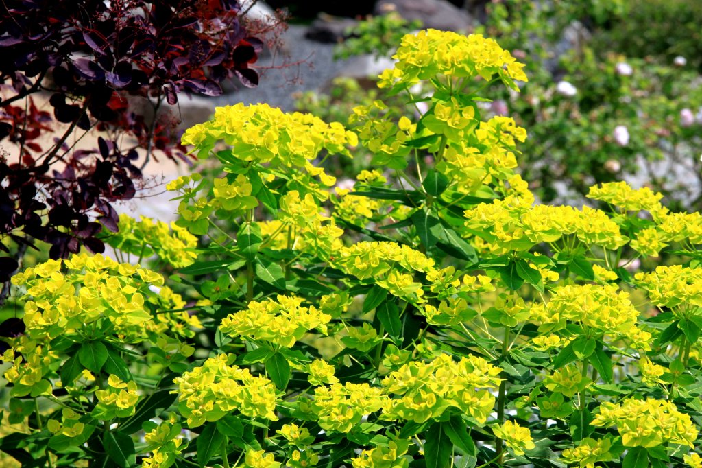 Wenn ich wsste was das ist ... Aufgenommen am 12.06.2011 im Botanischen Garten Hamburg