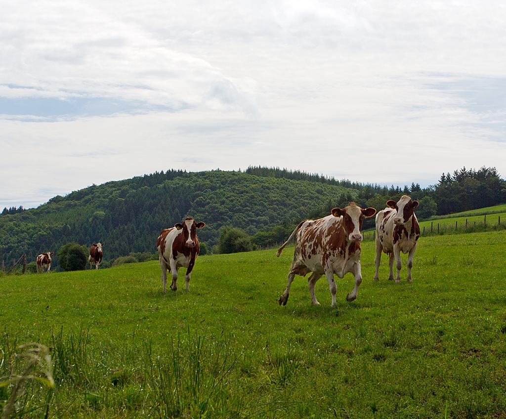 Wettlauf, wer zuerst die Linse putzen darf...
Am 16.06.2013 morgens an einer Wiese in Erpeldingen bei Wilz (Erpeldange-les-Wiltz). 