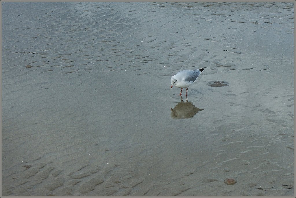 Wie sehe ich denn aus?,scheint sich die Mwe beim Betrachten ihres Spiegelbild zu fragen.
(17.09.2010)