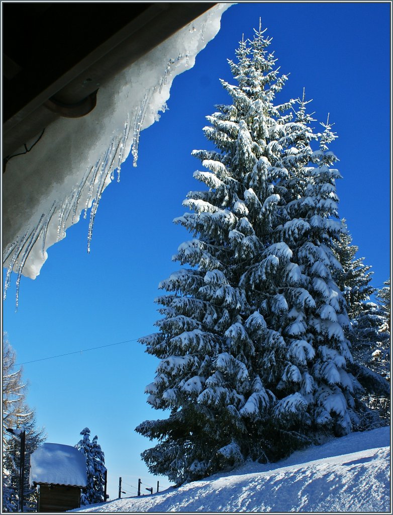 Winter auf Les Pl�iades.
( 19.12.2012)