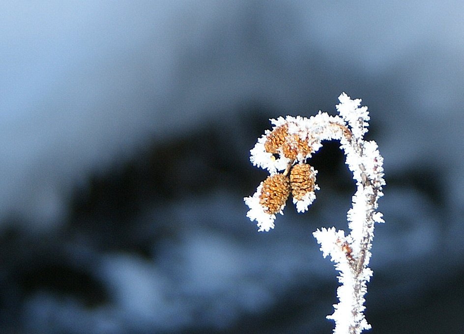Winterblume I
(15.02.2010)