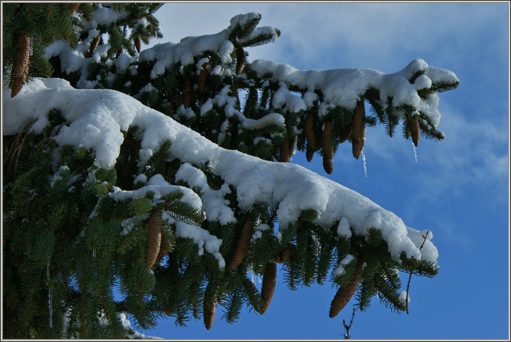 Winterlicher Baumschmuck
(30.11.2012)
