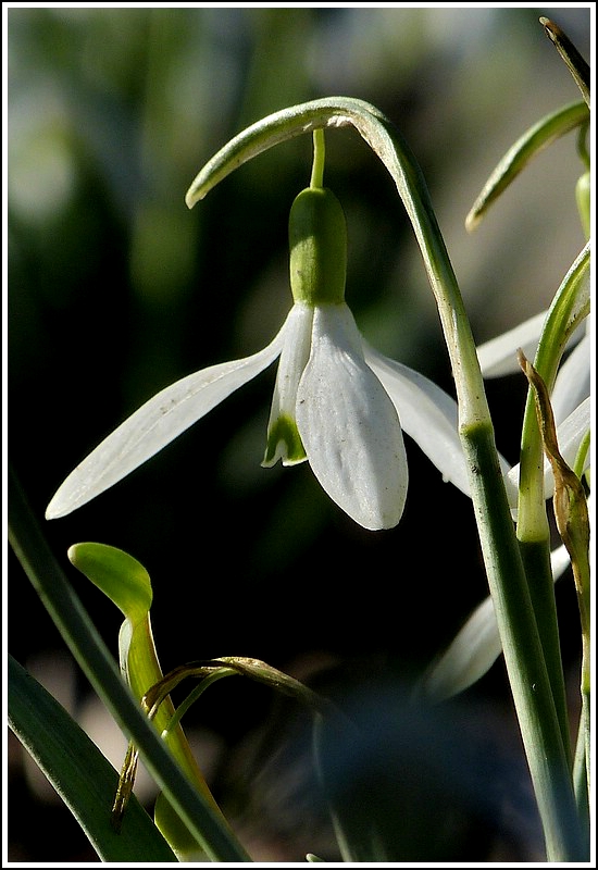 Zartes Fr�hlingserwachen. 01.03.2012 (Jeanny)