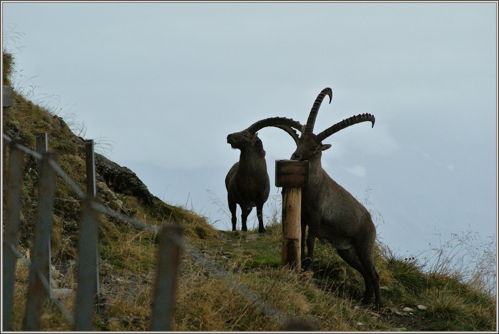 Zwei Steinb�cke sorgten auf dem Brienzer Rothorn bei allen Besuchern f�r Aufregung und wurden schnell mit der Kamera festgehalten.
(29.09.2012)