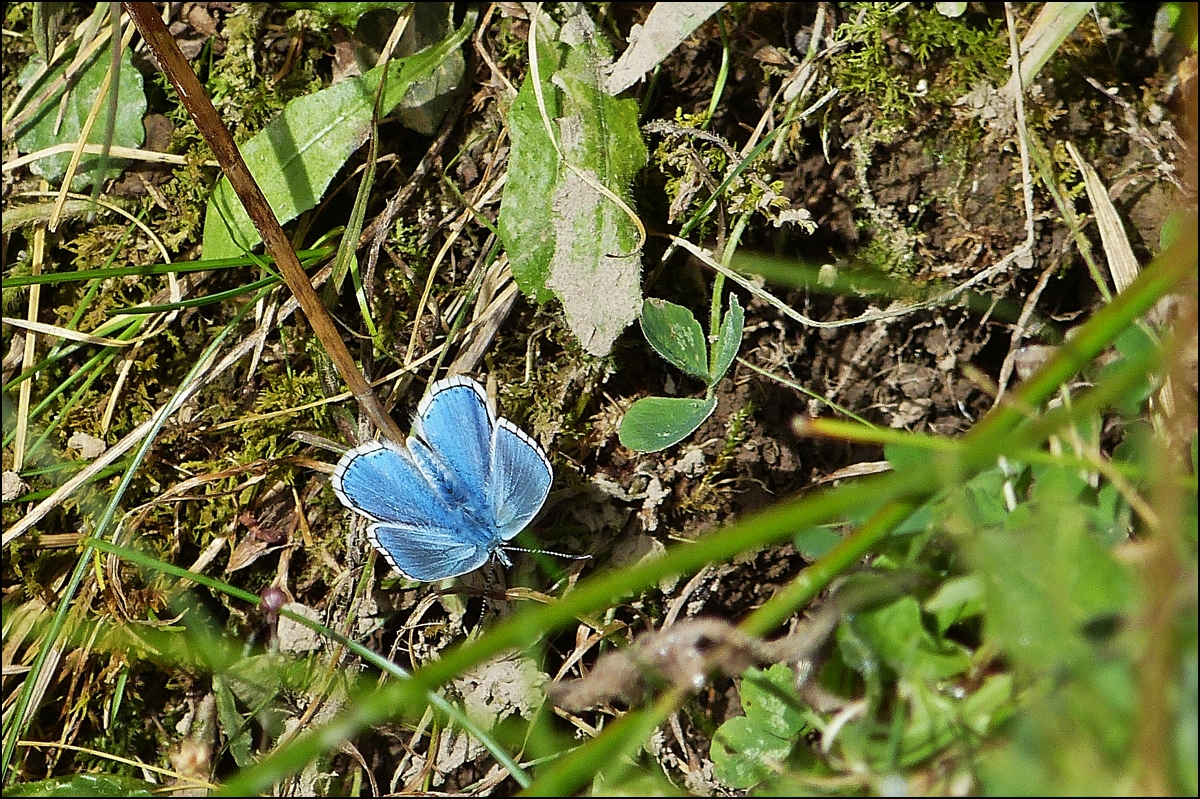 . Am Rande des Bahnbildertreffens - Ein Hauhechel-Bluling versteckt sich im Gras. 28.09.2013 (Jeanny)