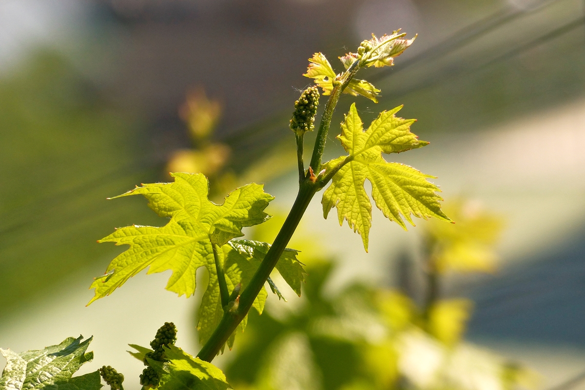 . Auch Trauben fangen klein an. Reil an der Mosel, 13.05.2015. (Jeanny)