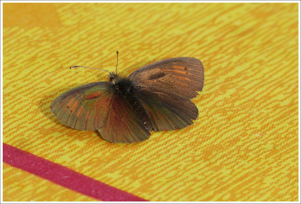 . Auf der Terrasse des Berghauses Rothorn Kulm (2266 m..m.) fhlte sich der Grnschillernde Mohrenfalter (Erebia tyndarus) sichtlich wohl. 28.09.2013 (Jeanny)