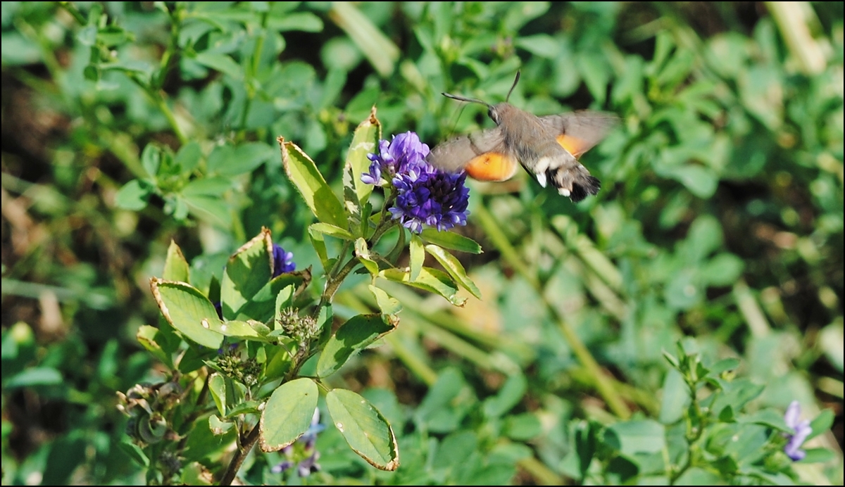 . Beim Nektarnaschen erwischt, ein Taubenschw�nzchen (Macroglossum stellatarum). 21.08.2013 (Hans)