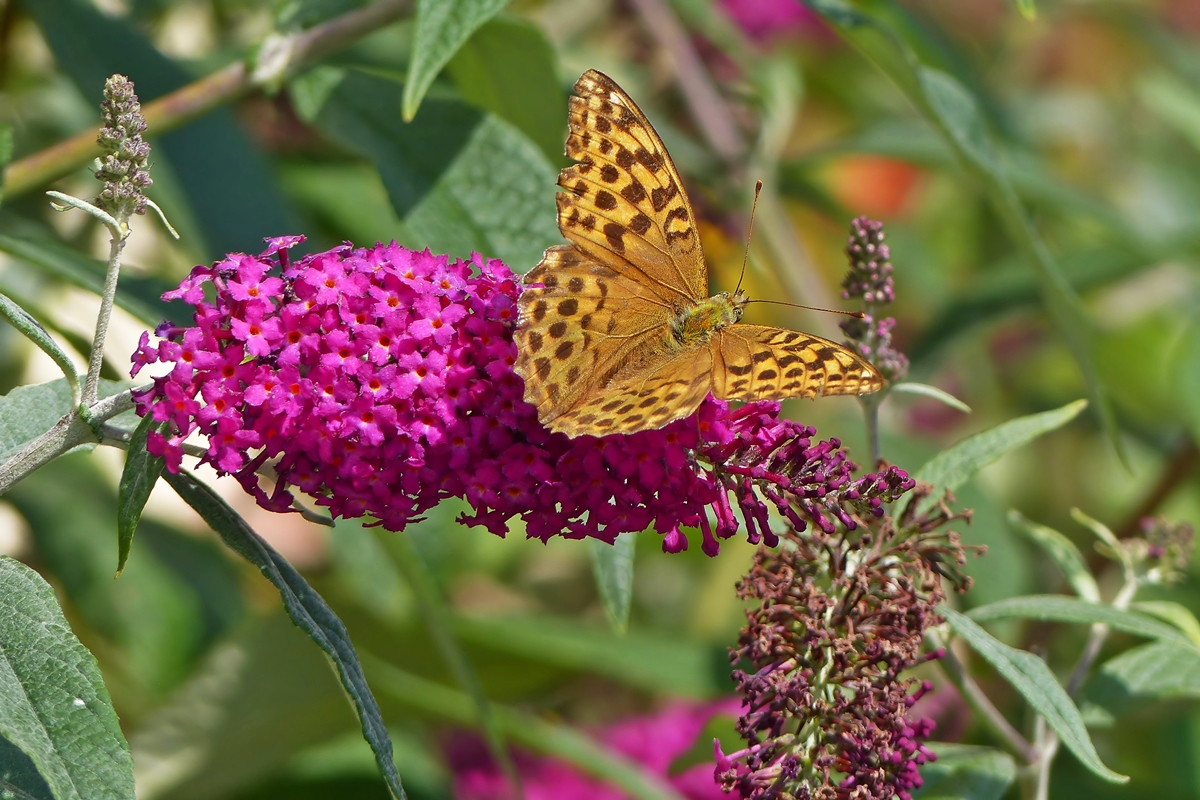 . Der grte mitteleuropische Perlmutterfalter, der Kaisermantel (Argynnis paphia) beim Necktarnaschen an unserem Buddleja Strauch. 29.08.2015 (Jeanny)