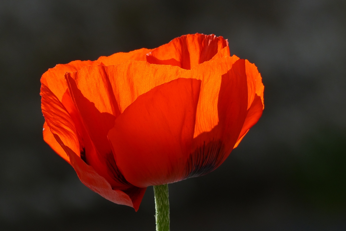 . Der Klatschmohn leuchtet in der Abendsonne des 30.05.2018. (Jeanny)