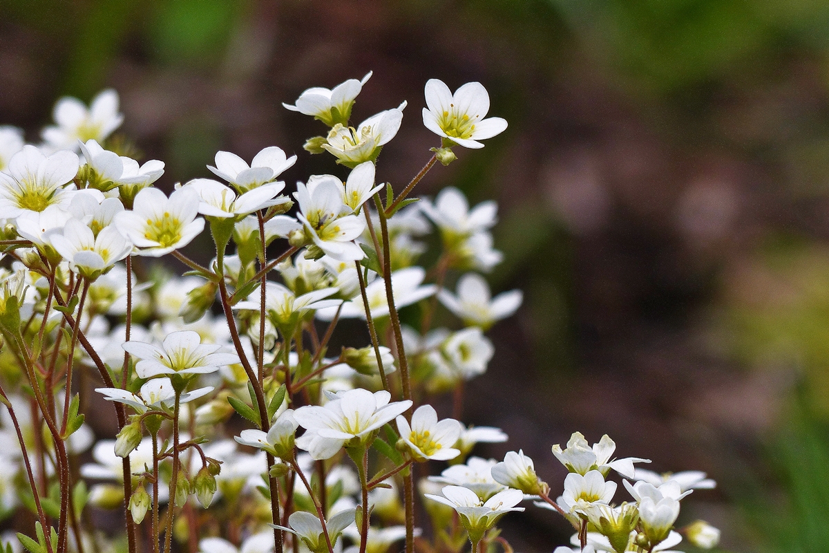 . Der Rasen-Steinbrech (Saxifraga rosacea) wird auch gerne als  D�sespoir du Peintre  bezeichnet. 07.05.2015 (Jeanny)