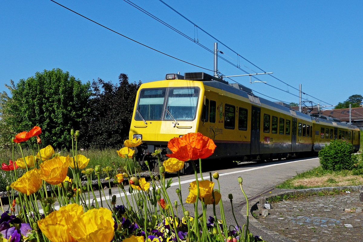 . Der  train des vignes  durch die Blume gesehen am 28.07.2012 im Bahnhof von Chexbres-Village. (Jeanny)