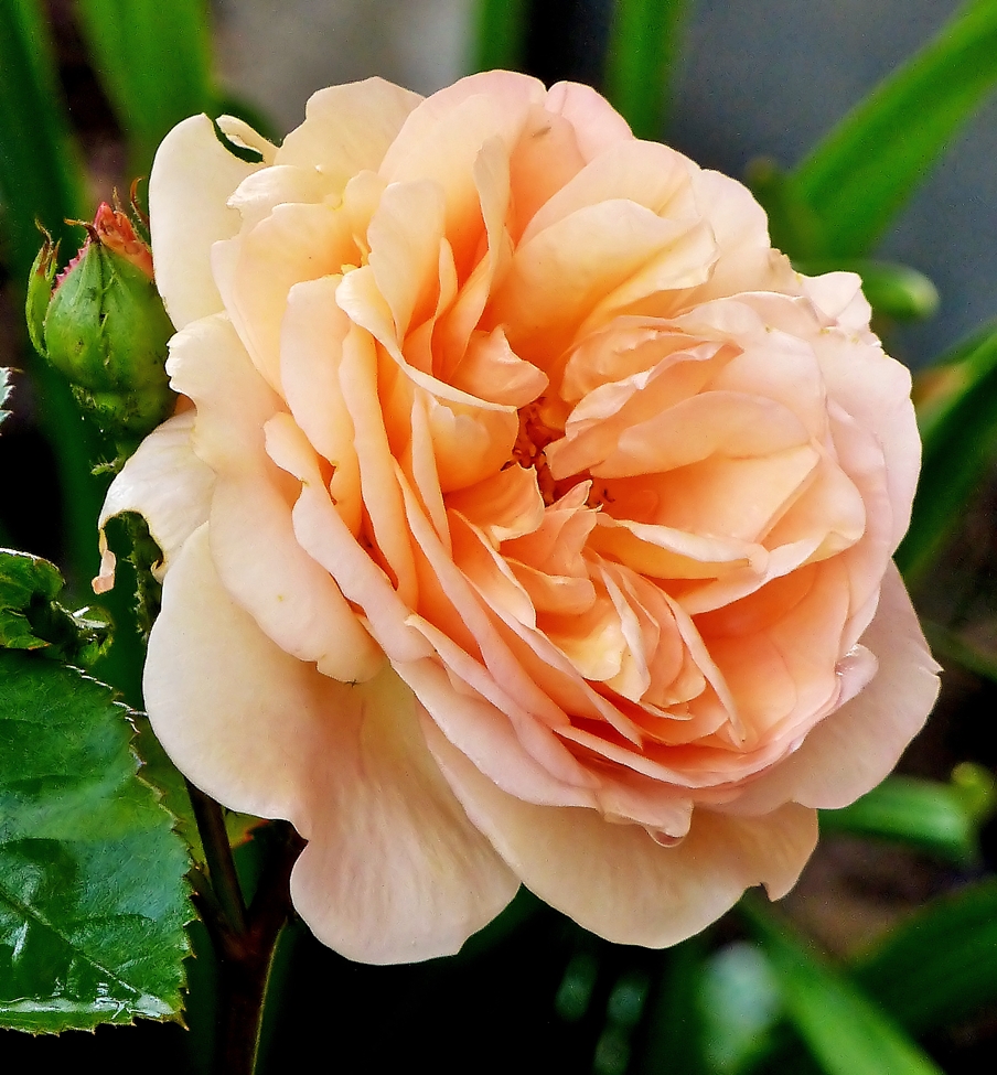 . Die erste Rose in unserem Garten f�r dieses Jahr. 31.05.2014 (Jeanny)