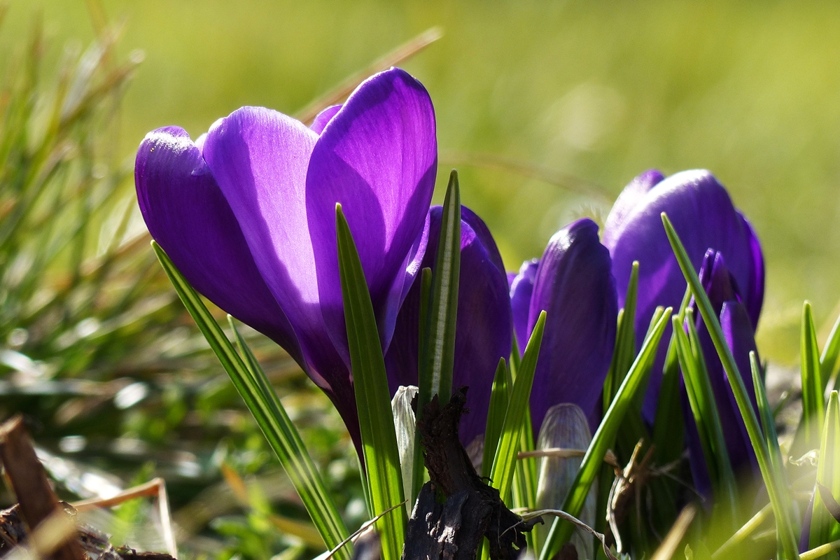 . Die ersten Farbtupfer in unserem Garten. 08.03.2015 (Jeanny)