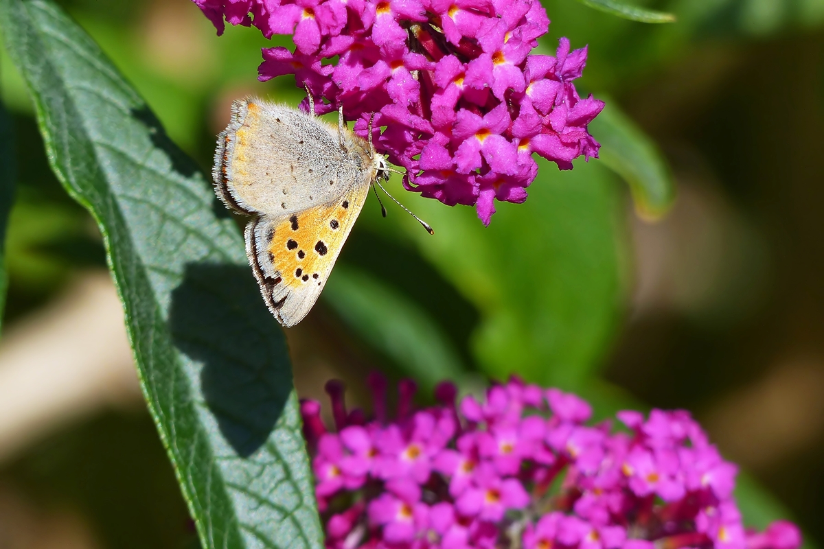 . Die Fl�gelunterseite des Kleinen Feuerfalters (Lycaena phlaeas). 24.09.2015 (Jeanny)