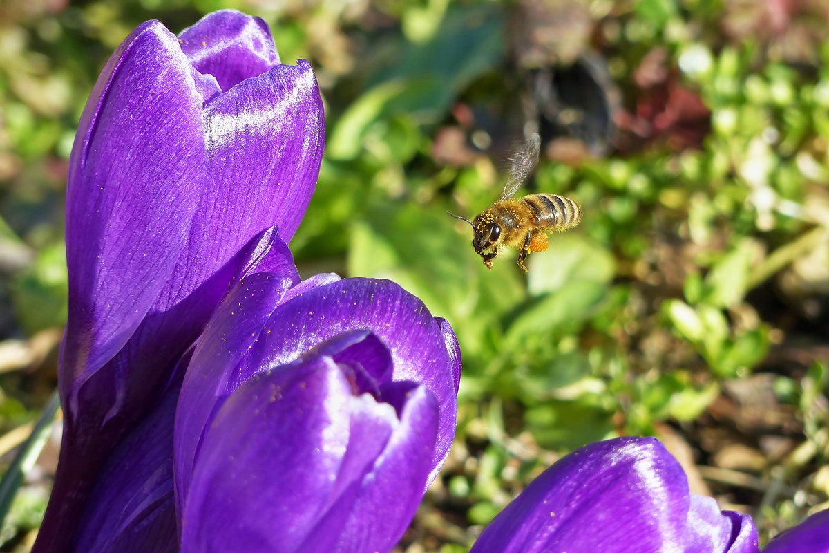 . Die Krokusse haben ein flei�iges Bienchen angelockt. 12.03.2015 (Jeanny)