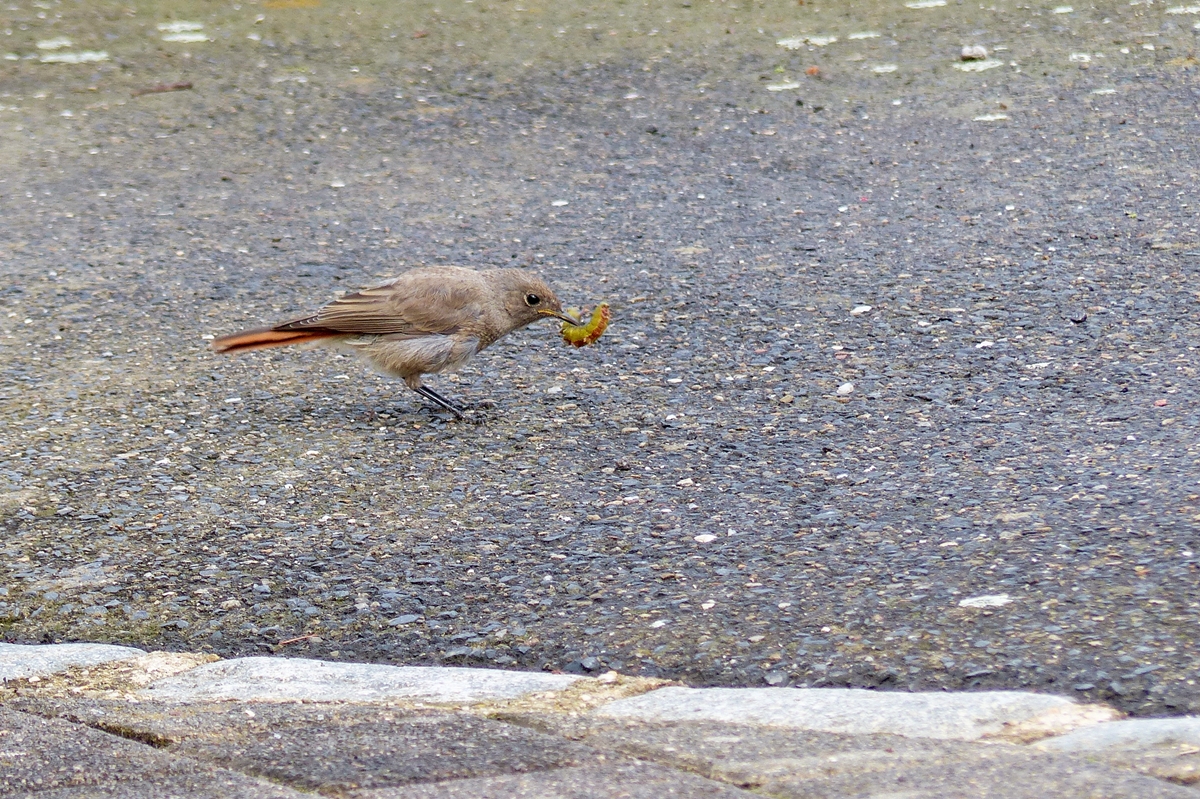 . Die Raupe scheint in sein Beuteschema zu passen. 13.07.2014 (Jeanny)