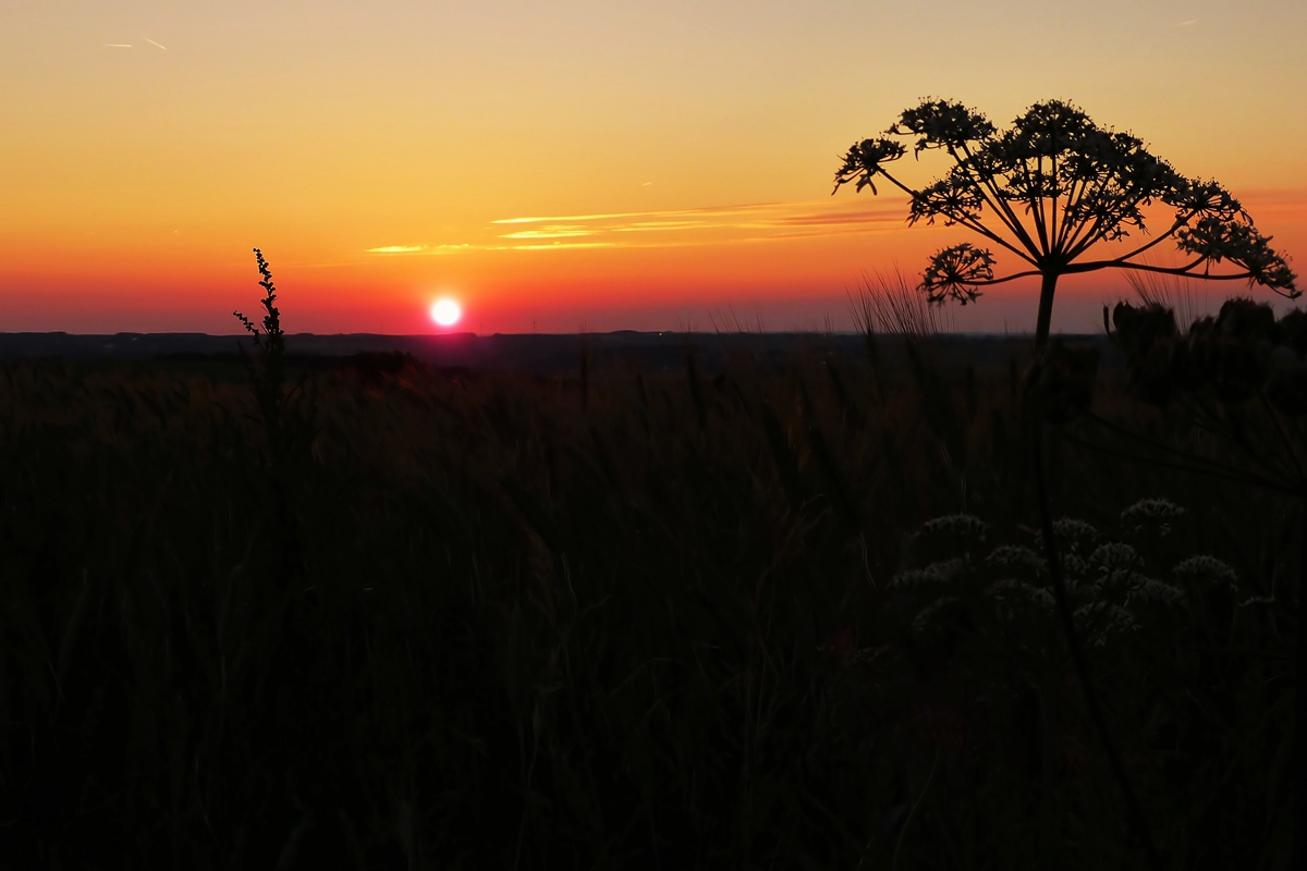 . Die Sonne verabschiedet sich nach einem sch�nen Sommertag. 01.07.2014 (Jeanny)