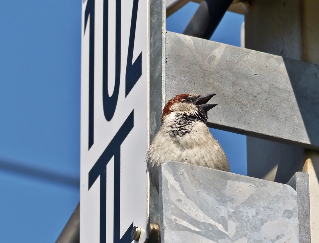 . Die Spatzen pfeifen es von den D�chern, resp. von den Masten: Es ist Fr�hling! Wasserbillig, 10.04.2015 (Jeanny)