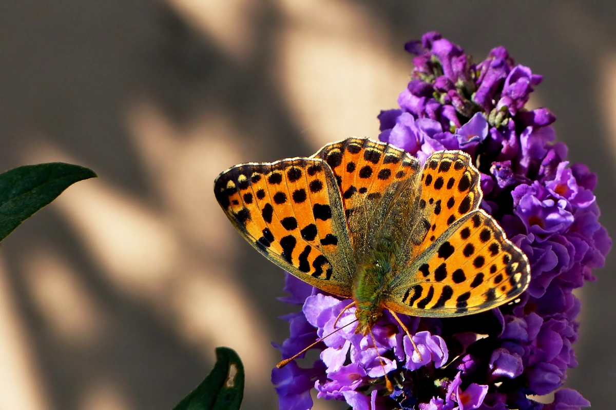 . Ein Kleiner Perlmutterfalter (Issoria lathonia) zu Besuch in unserem Garten. 12.09.2014 (Jeanny)