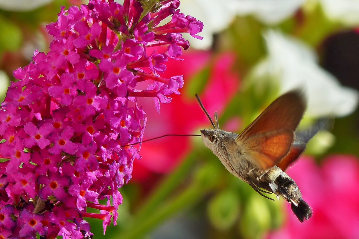 . Eine interessante Wanderfalterart: Das Taubenschwnzchen (Macroglossum stellatarum) - Seinen Namen erhlt es wohl von dem federartigen Hinterteil, das wirklich etwas von einem Vogelschwanz hat. Wer den Kopf nahe genug an ein fliegendes Taubenschwnzchen bringt, kann das eindrckliche Summen der Flgel hren. Den Bltennektar nehmen die Taubenschwnzchen im Fluge auf und im Eiltempo wechseln sie von Blte zu Blte. 18.07.2015 (Jeanny)