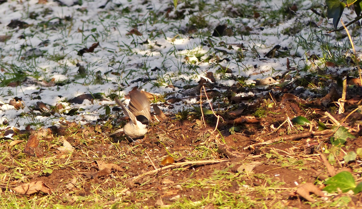 . Eine Sumpfmeise oder Nonnenmeise (Poecile palustris) auf Futtersuche in Goebelsmhle. 20.01.2015 (Jeanny)