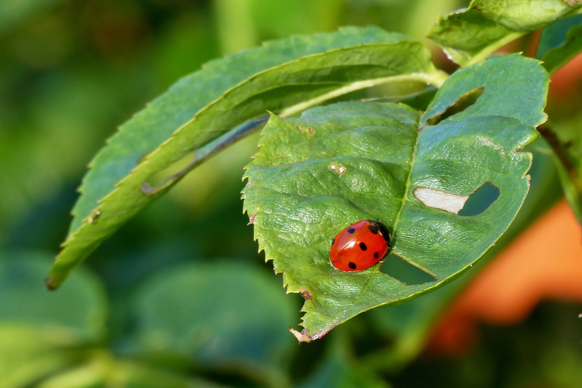 . Erfreuliche Begegnung am frhen Morgen. 17.07.2014 (Jeanny)