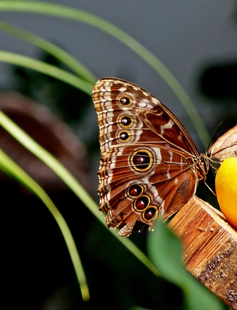 . Exotische Sch�nheit. 21.08.2013 (Jeanny)