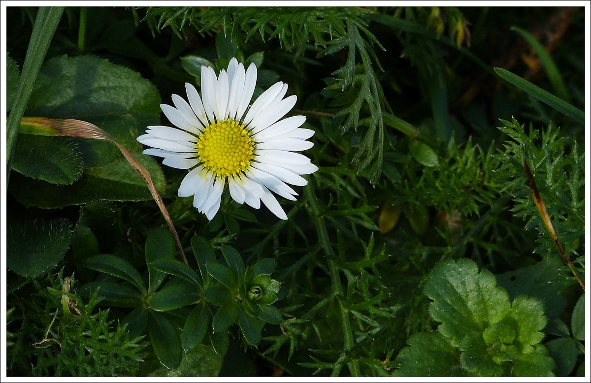 . Frhling im Januar - Das erste Gnseblmchen fr dieses Jahr. 08.01.2014 (Jeanny)