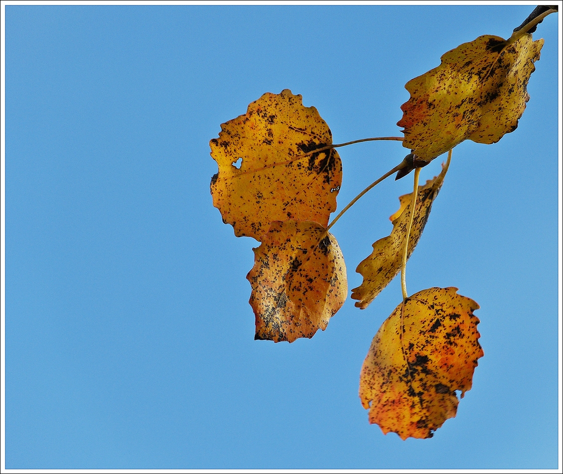 . Herbstimpression. 22.10.2013 (Jeanny)