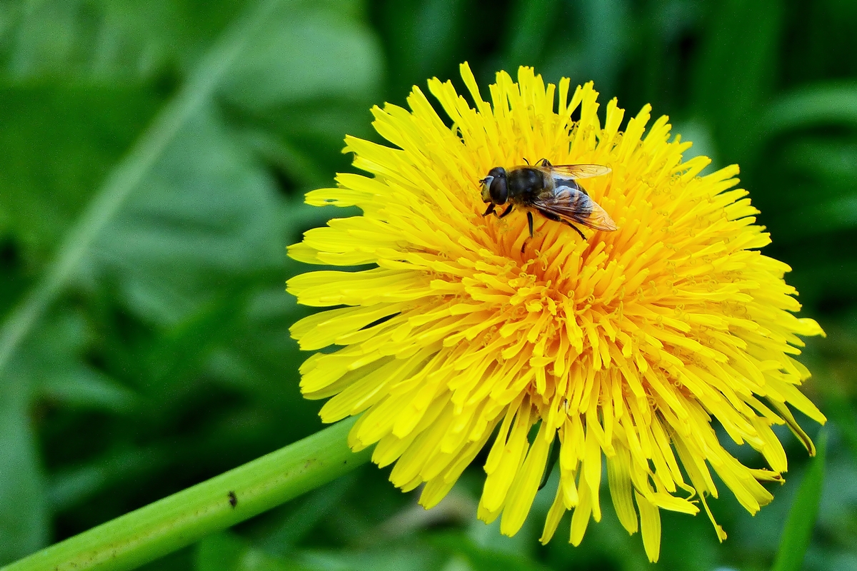 . Kein Fr�hlingsbild - Das flei�ige Bienchen besuchte den L�wenzahn am 2. November 2014 im Bergischen Freilichtmuseum in Lindlar. (Jeanny)