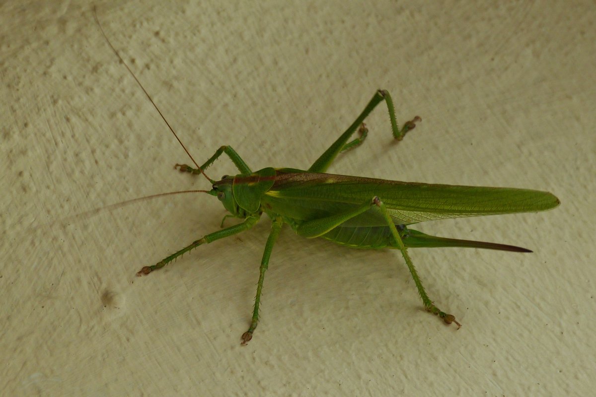 . Kurz nachdem ich das Fenster im Wohnzimmer ge�ffnet hatte, flog ein Gr�nes Heupferd herein.  15.08.2016 (Hans)