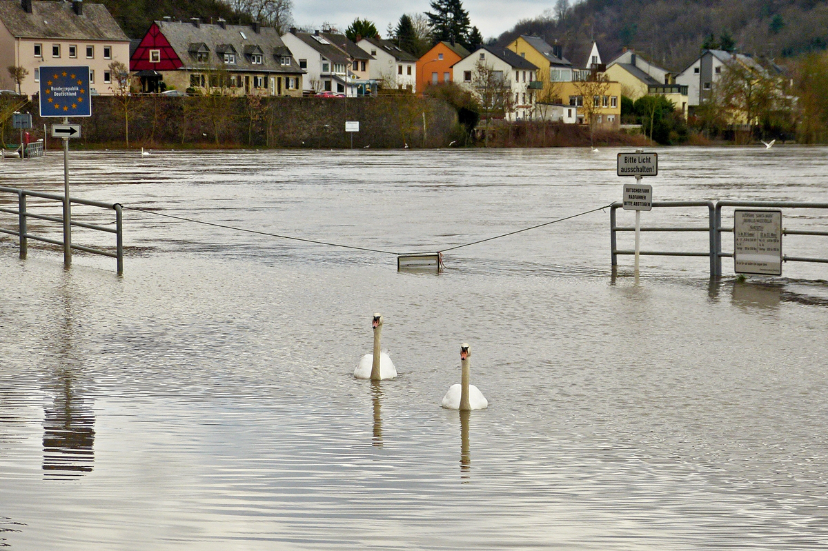 . Land unter in Wasserbillig - Nur die Schw�ne d�rfen die Rue de la Moselle benutzen. 12.02.2016 (Hans)