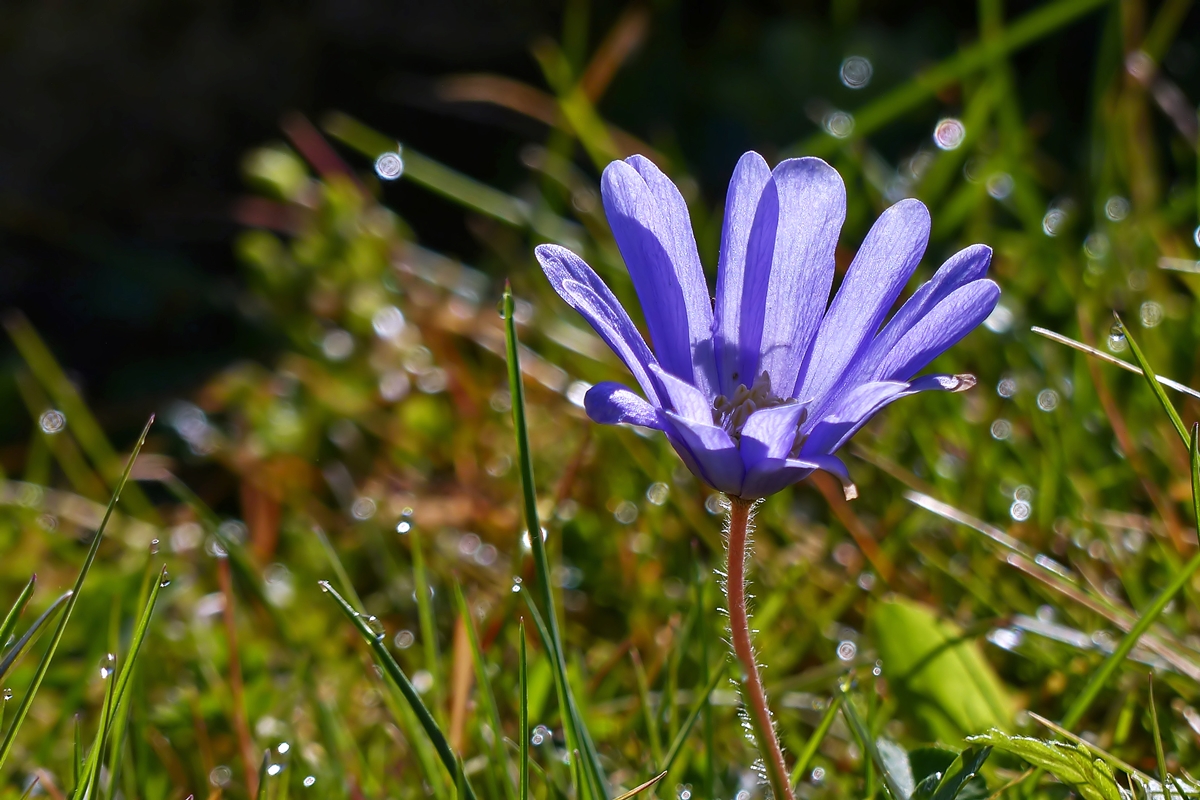 . Morgentau. 15.04.2015 (Jeanny)