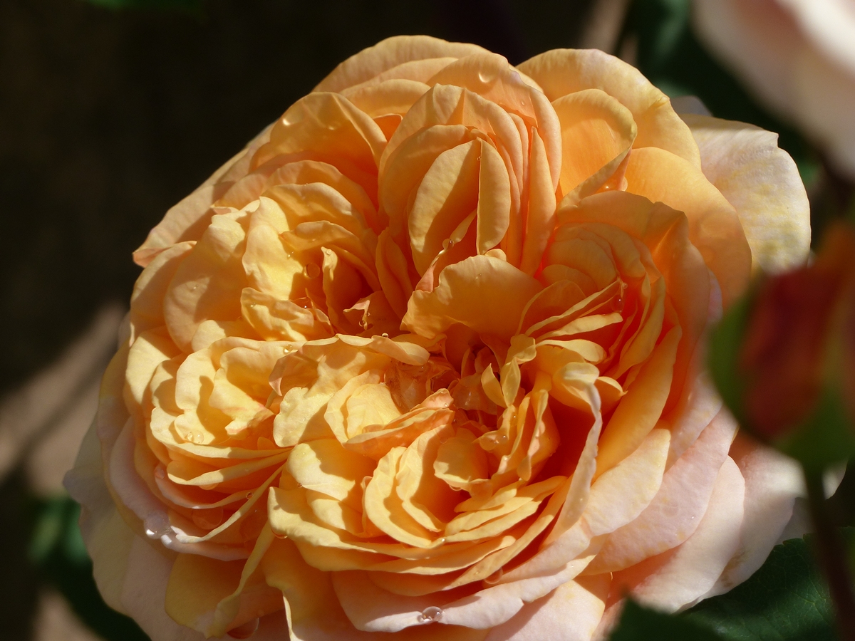 . Nach dem Regen ist der Duft besonders bet�rend. 31.05.2018 (Jeanny)