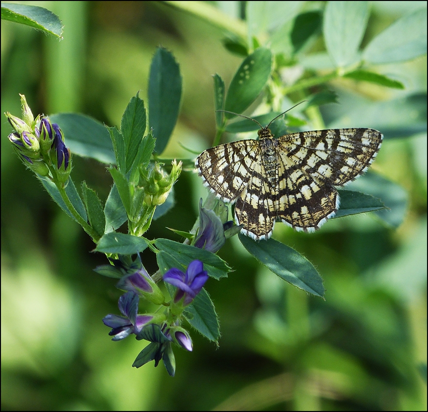 . Nur 25 Millimeter gro und trotzdem wunderschn, der Gitterspanner (Chiasmia clathrata). 21.08.2013 (Jeanny)           