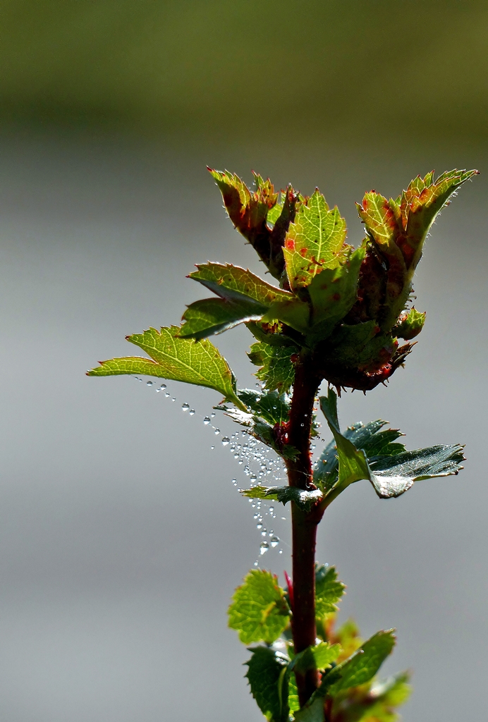 . Perlenschn�re. 24.08.2014 (Jeanny)