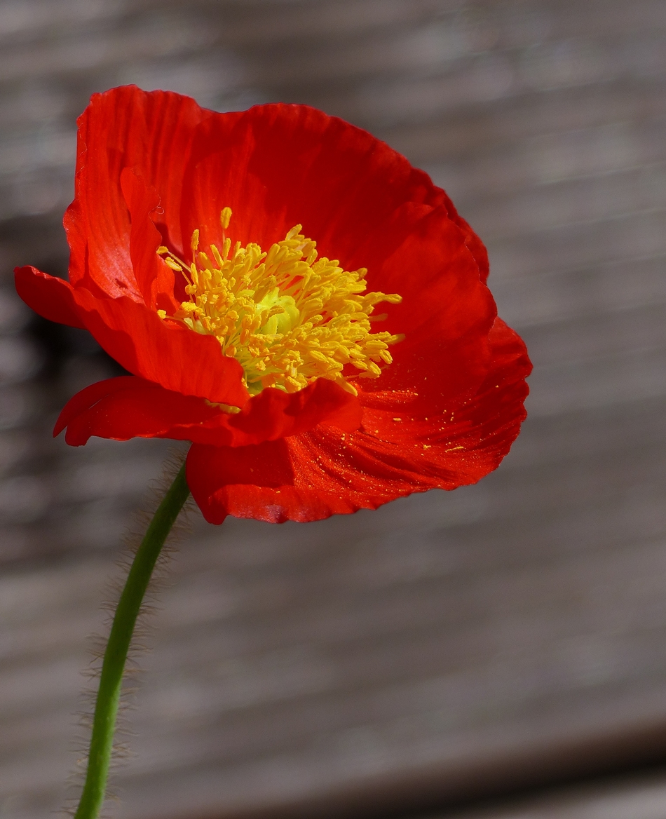 . Rote Sch�nheit. 31.05.2018 (Jeanny)