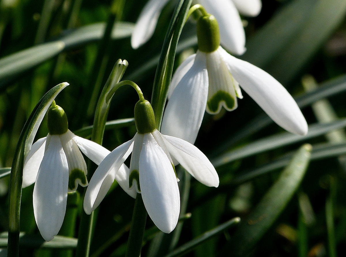 . Sie luten den Frhling ein, die Schneeglckchen. 24.02.2014 (Jeanny)