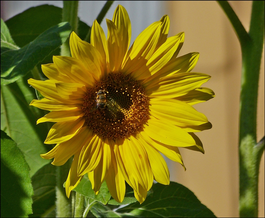 . Sommer. 04.09.2013 (Jeanny)